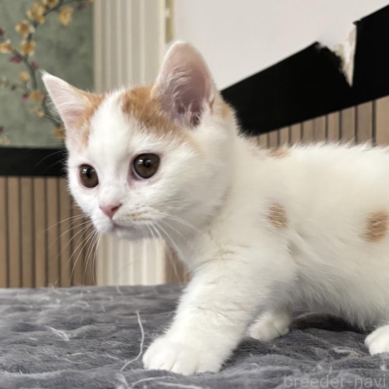 販売中の千葉県のミヌエット(短足)-131022の8枚目