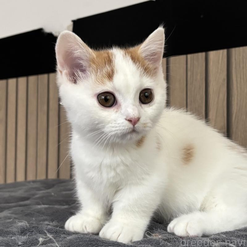 販売中の千葉県のミヌエット(短足)-131022の7枚目