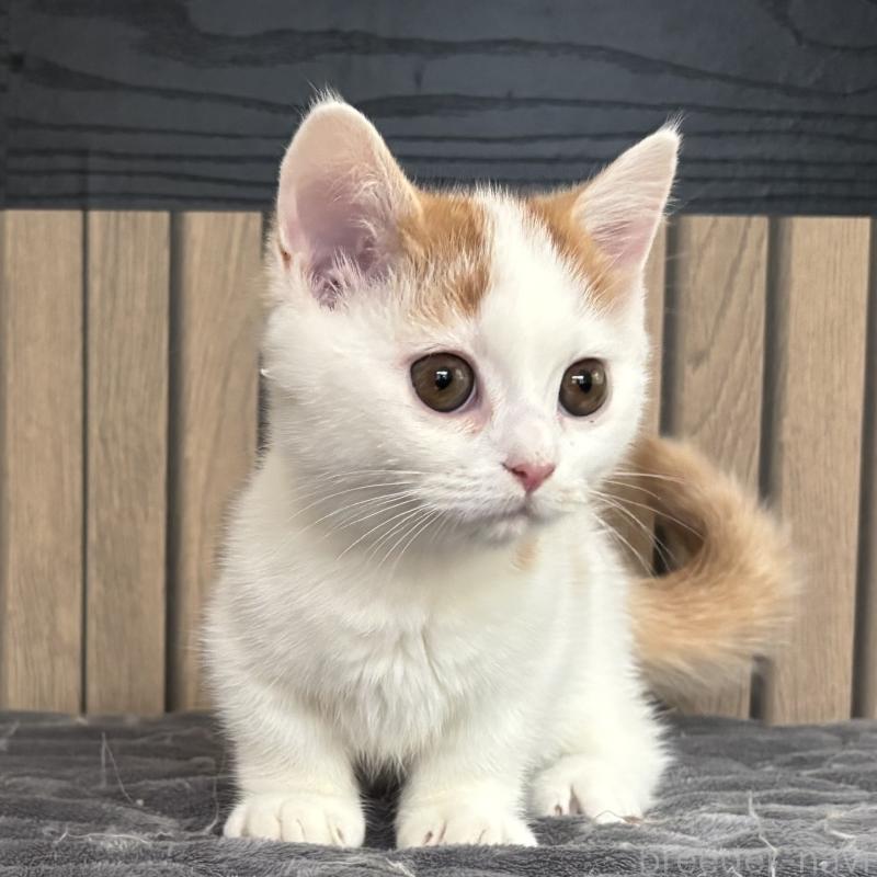 販売中の千葉県のミヌエット(短足)-131022の6枚目