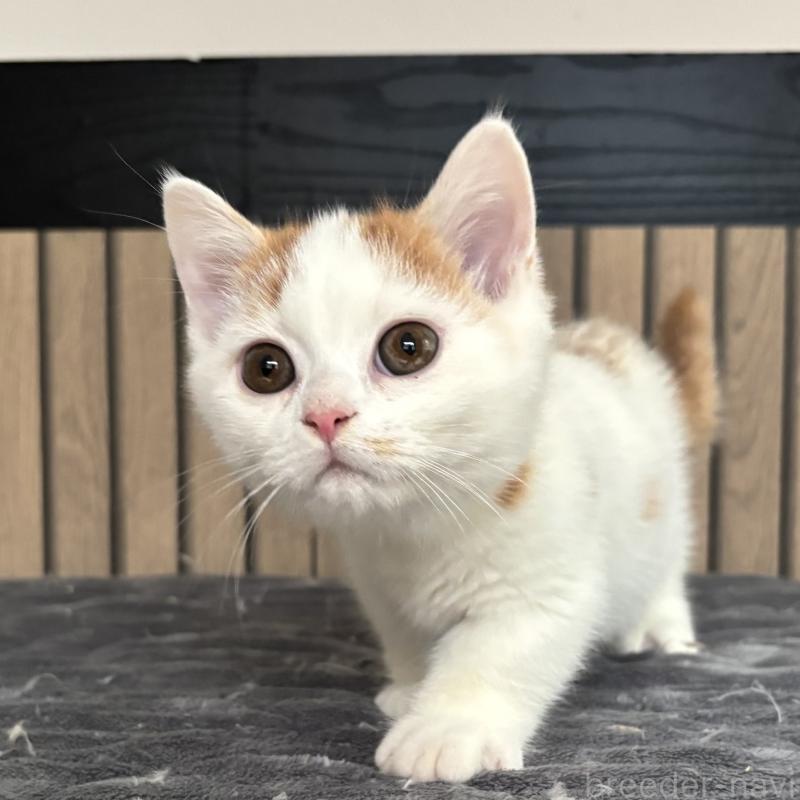 販売中の千葉県のミヌエット(短足)-131022の5枚目