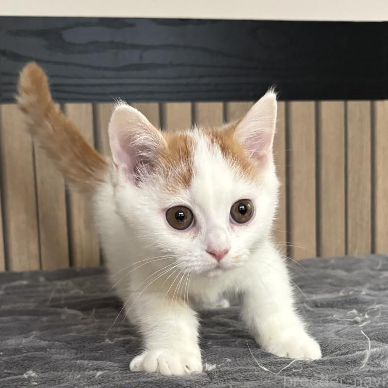 販売中の千葉県のミヌエット(短足)-131022の4枚目