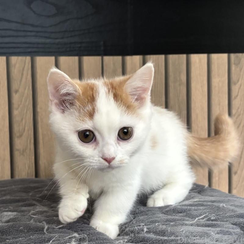 販売中の千葉県のミヌエット(短足)-131022の3枚目