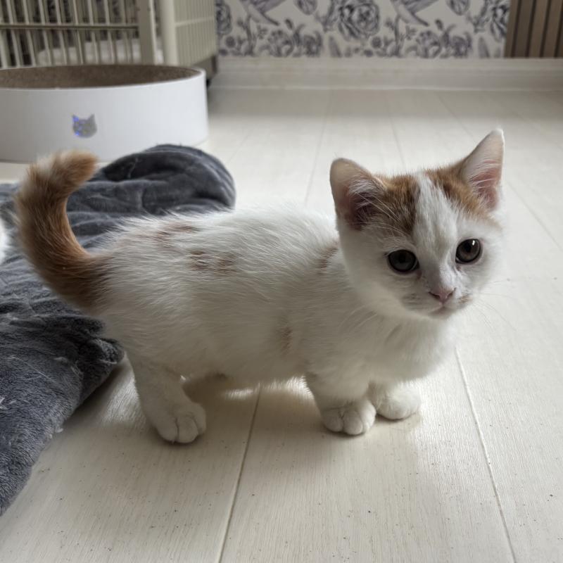 販売中の千葉県のミヌエット(短足)-131022の2枚目