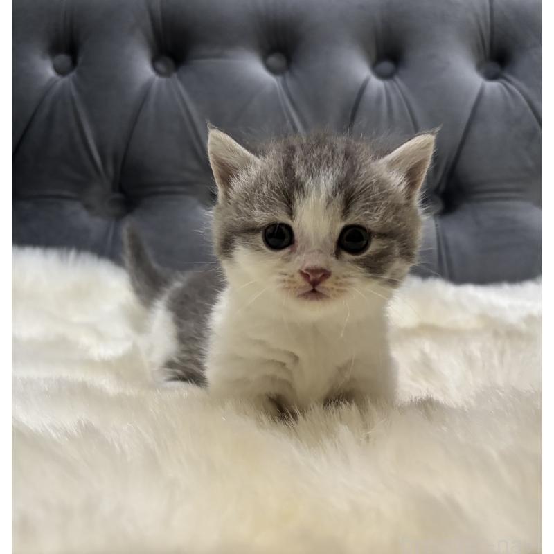 商談中の鹿児島県のマンチカン(短足)-129736の8枚目