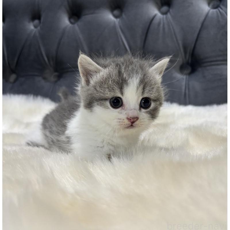 商談中の鹿児島県のマンチカン(短足)-129736の7枚目