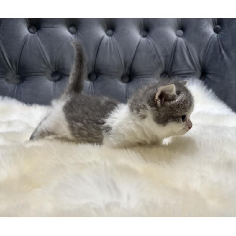 商談中の鹿児島県のマンチカン(短足)-129736の5枚目