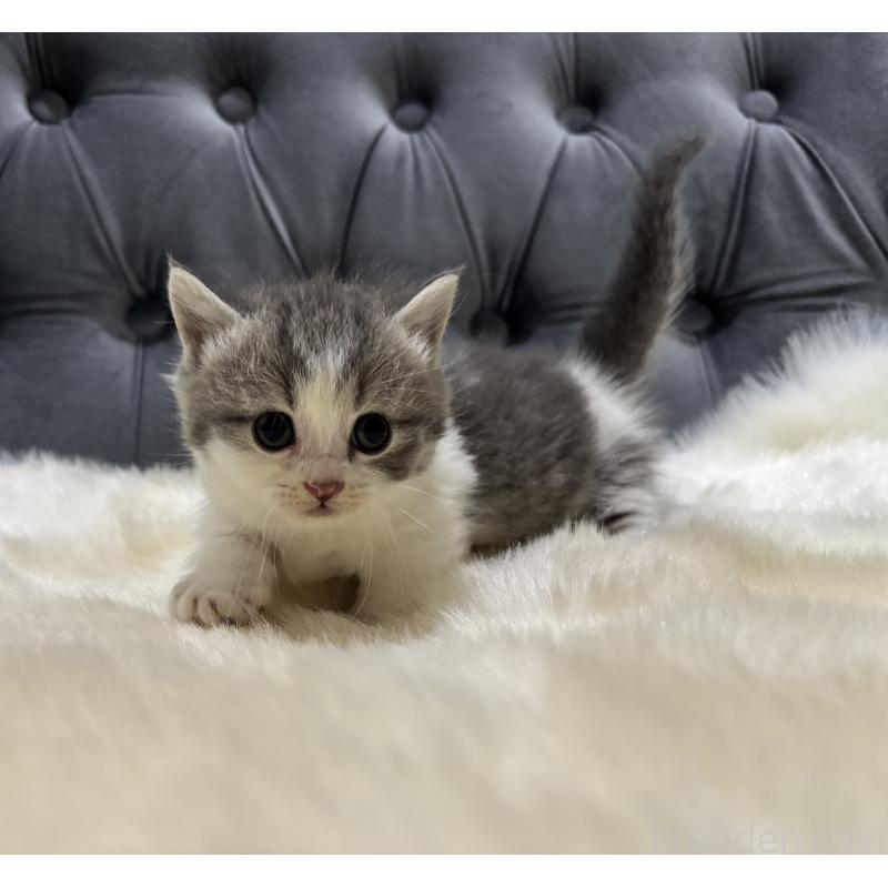 商談中の鹿児島県のマンチカン(短足)-129736の4枚目