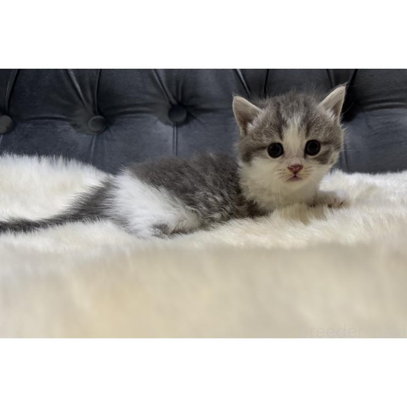 商談中の鹿児島県のマンチカン(短足)-129736の3枚目