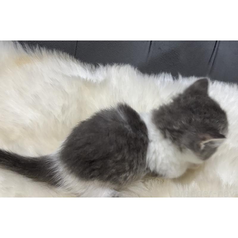 商談中の鹿児島県のマンチカン(短足)-129736の2枚目