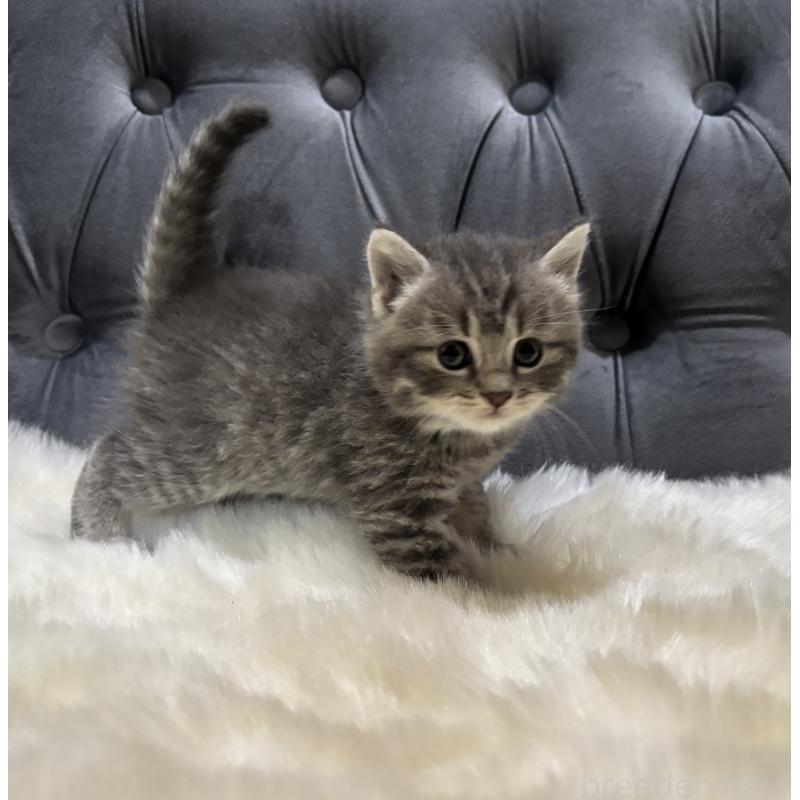 販売中の鹿児島県のマンチカン-129737の9枚目