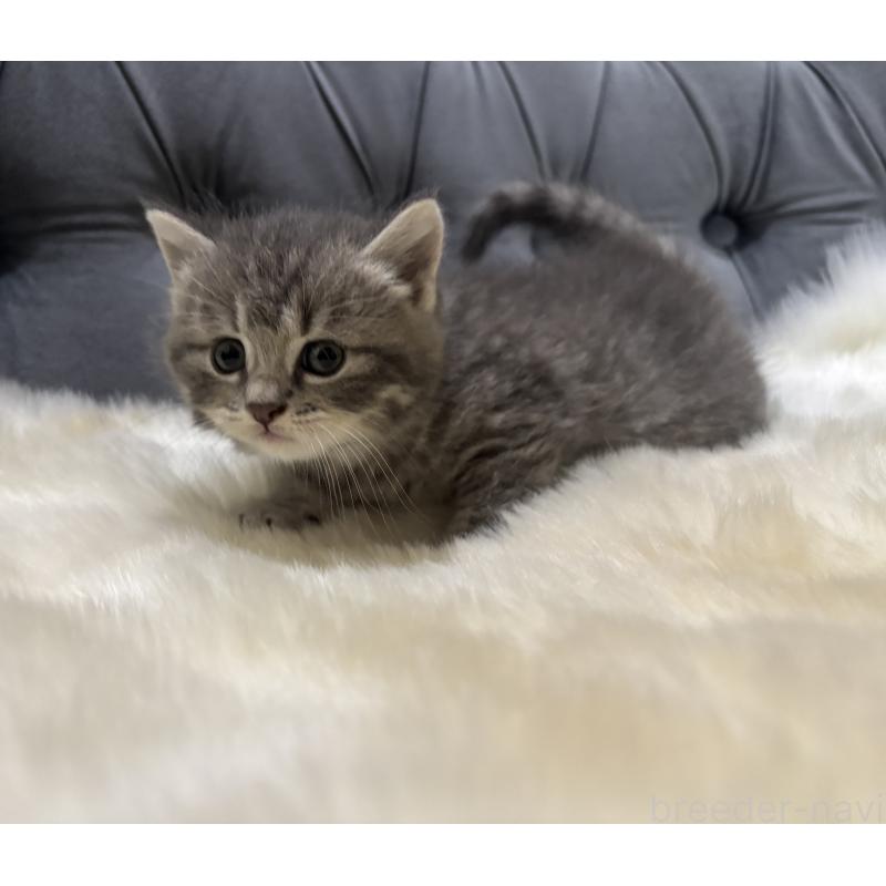 販売中の鹿児島県のマンチカン-129737の8枚目