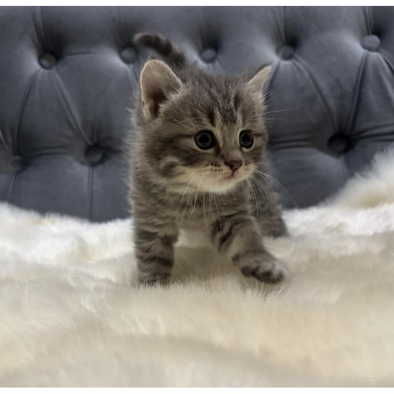 販売中の鹿児島県のマンチカン-129737の6枚目