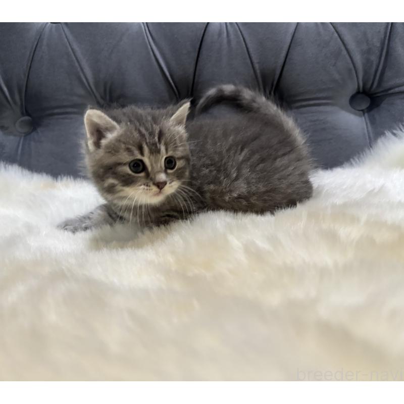 販売中の鹿児島県のマンチカン-129737の5枚目