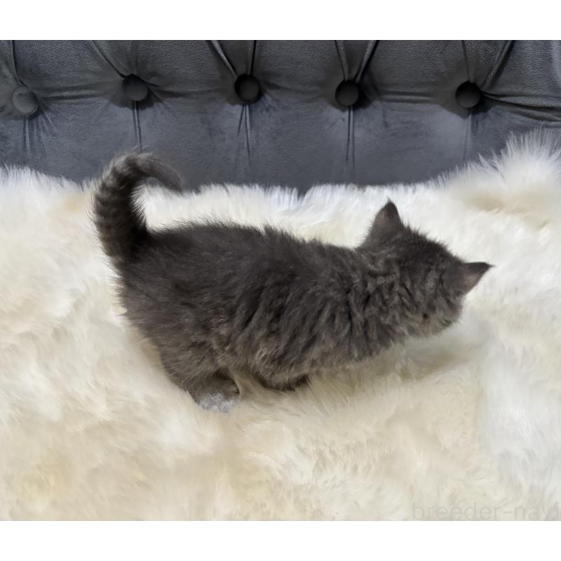 販売中の鹿児島県のマンチカン-129737の4枚目