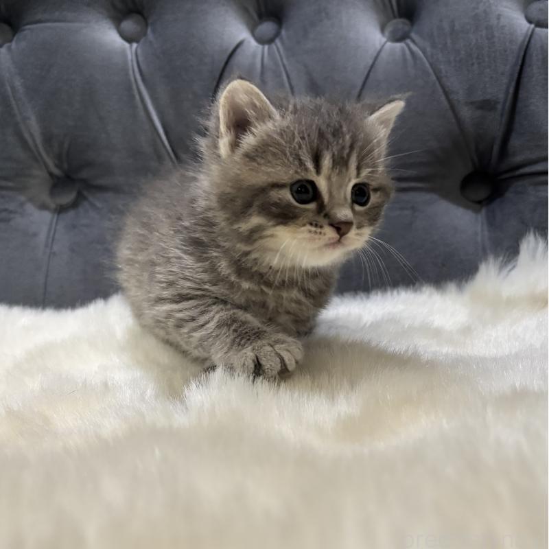 販売中の鹿児島県のマンチカン-129737の3枚目