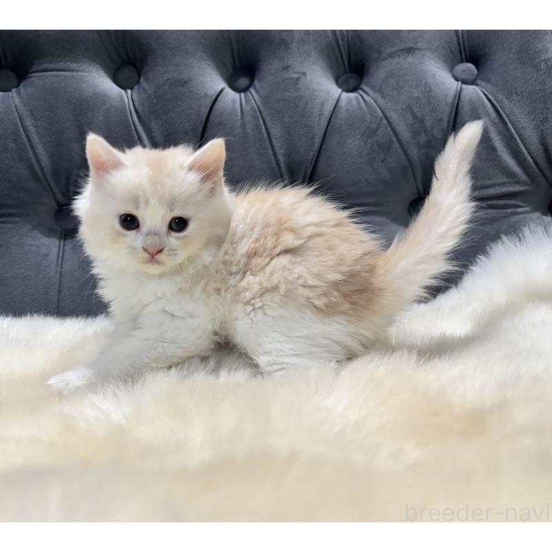 販売中の鹿児島県のマンチカン-129955の8枚目