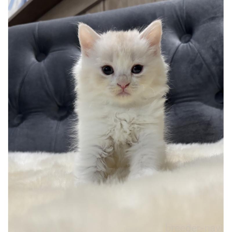 販売中の鹿児島県のマンチカン-129955の7枚目