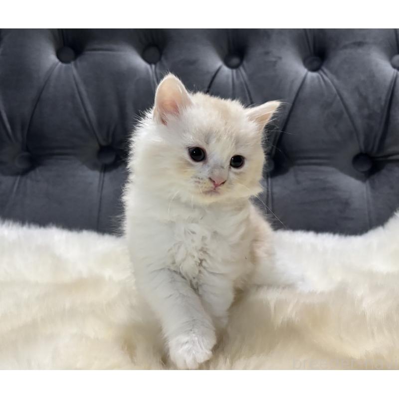 販売中の鹿児島県のマンチカン-129955の6枚目