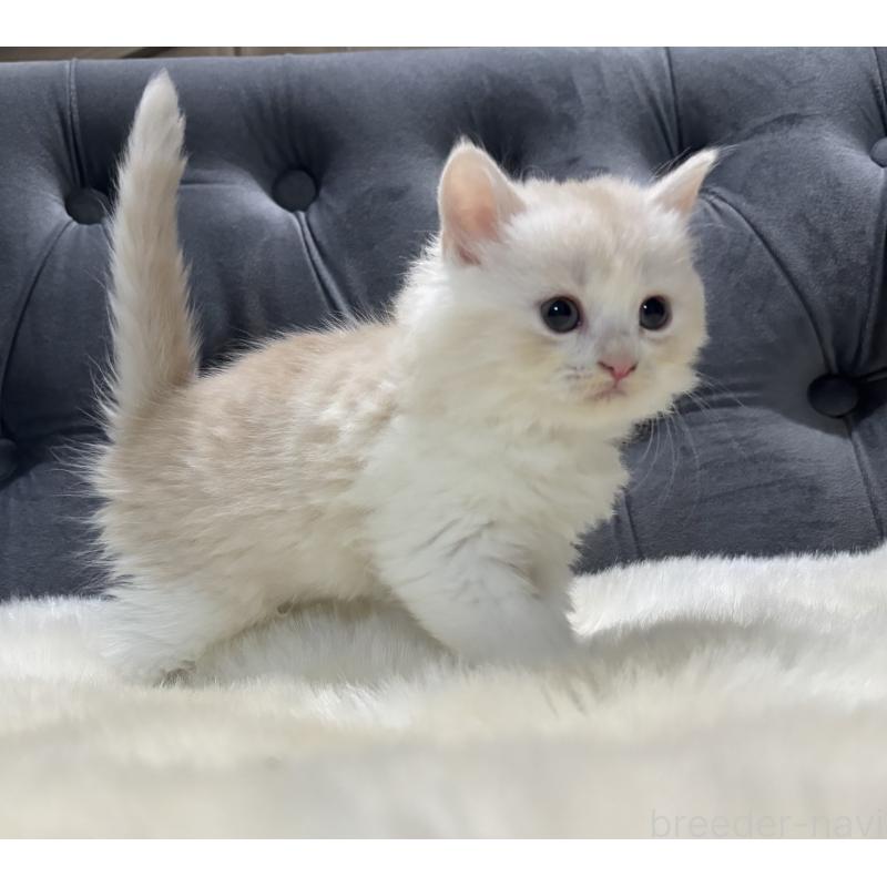 販売中の鹿児島県のマンチカン-129955の5枚目