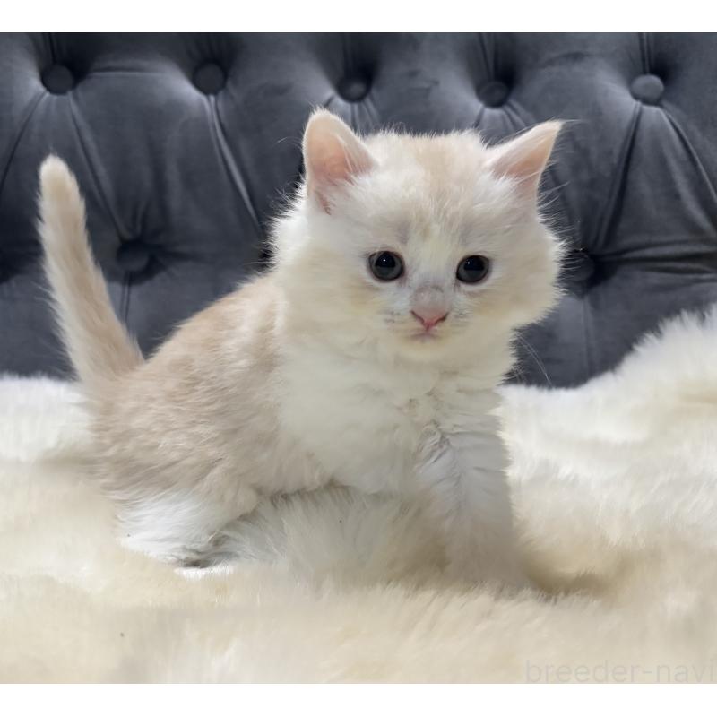 販売中の鹿児島県のマンチカン-129955の4枚目