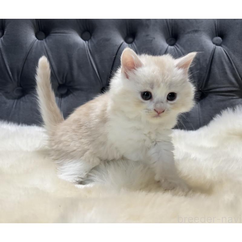 販売中の鹿児島県のマンチカン-129955の3枚目