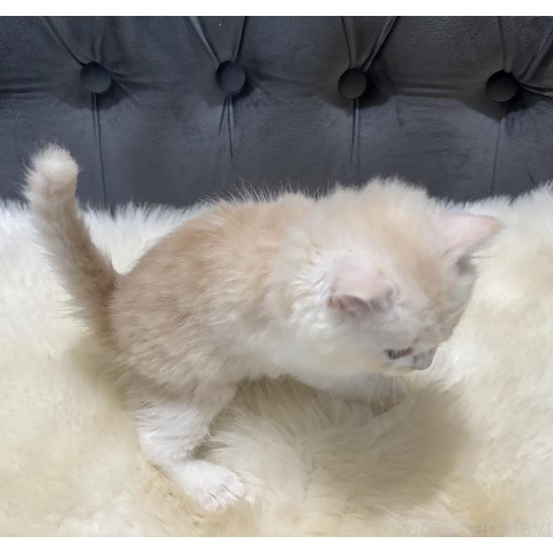 販売中の鹿児島県のマンチカン-129955の2枚目