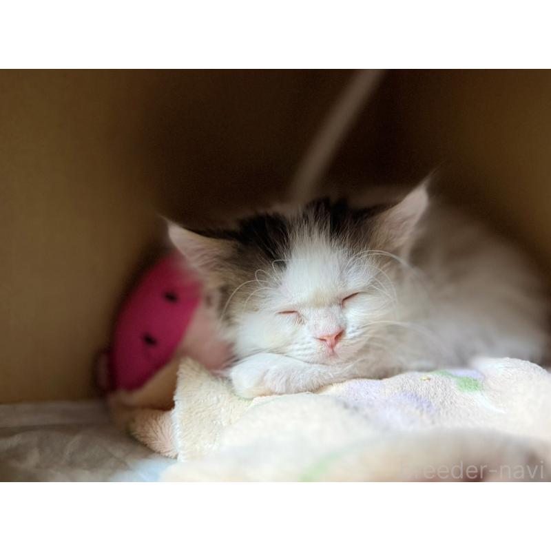 成約済の東京都のスコティッシュフォールド-128766の1枚目