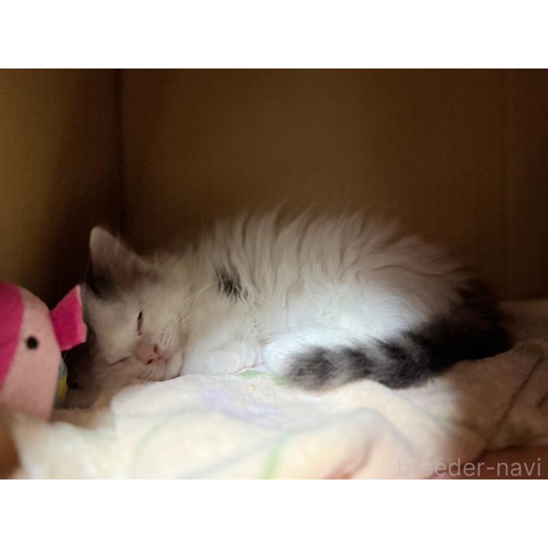 成約済の東京都のスコティッシュフォールド-128766の2枚目