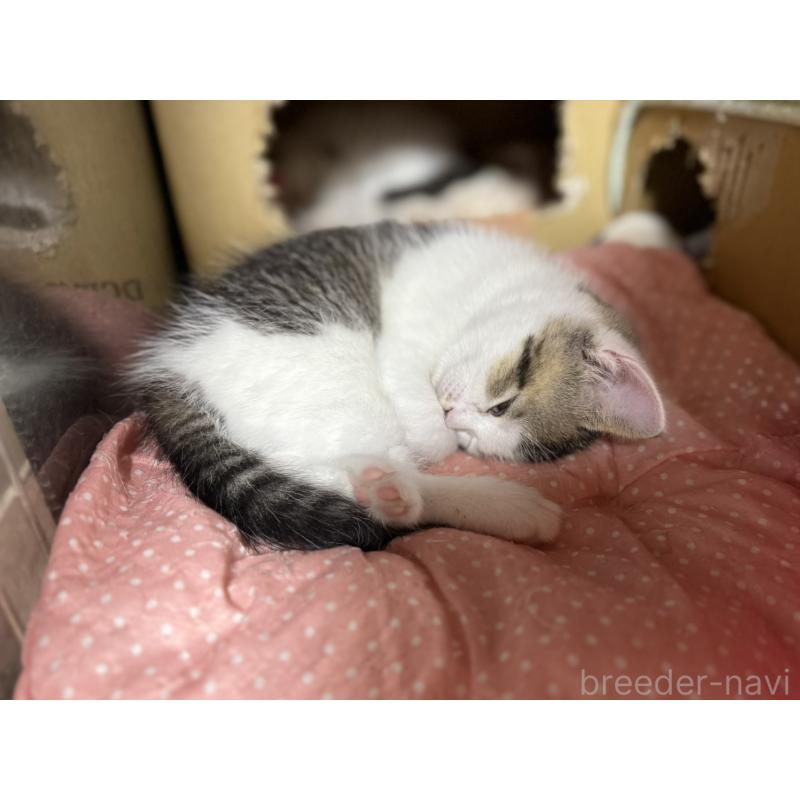 成約済の東京都のスコティッシュフォールド-128767の1枚目