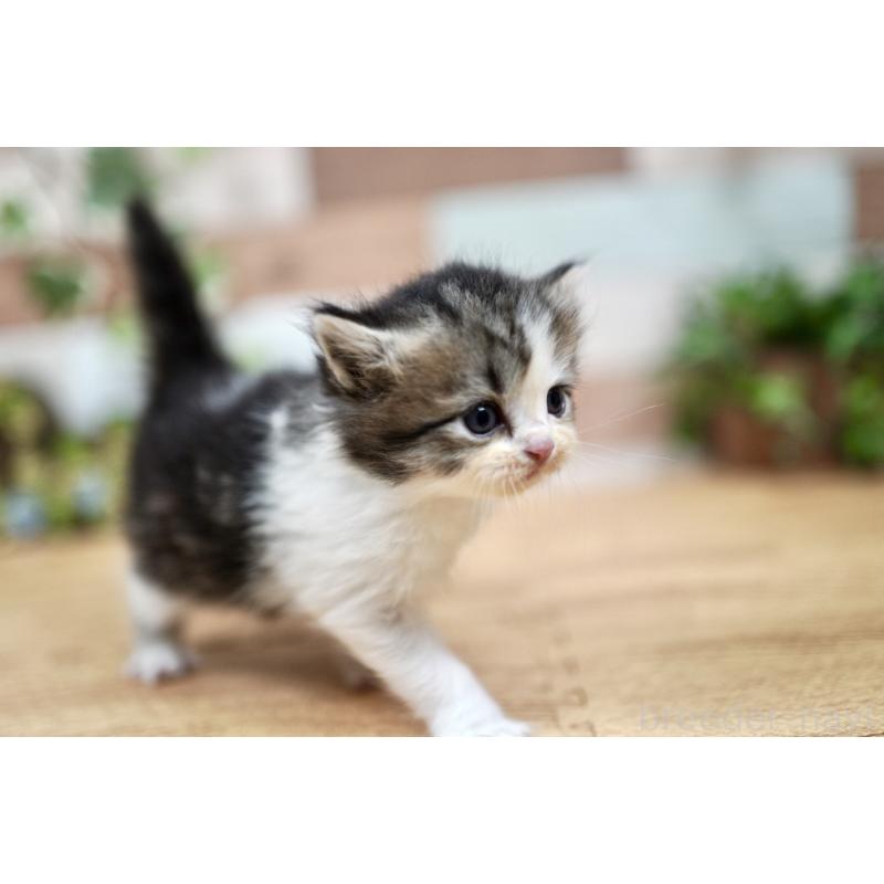 販売中の北海道のラガマフィン-131036の5枚目