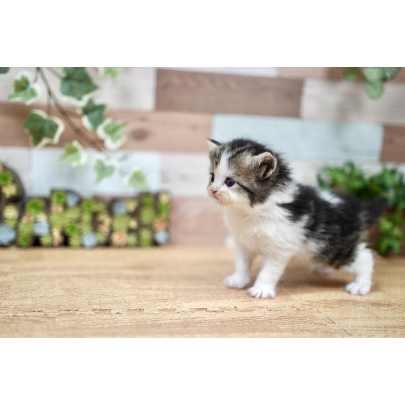 販売中の北海道のラガマフィン-131036の4枚目