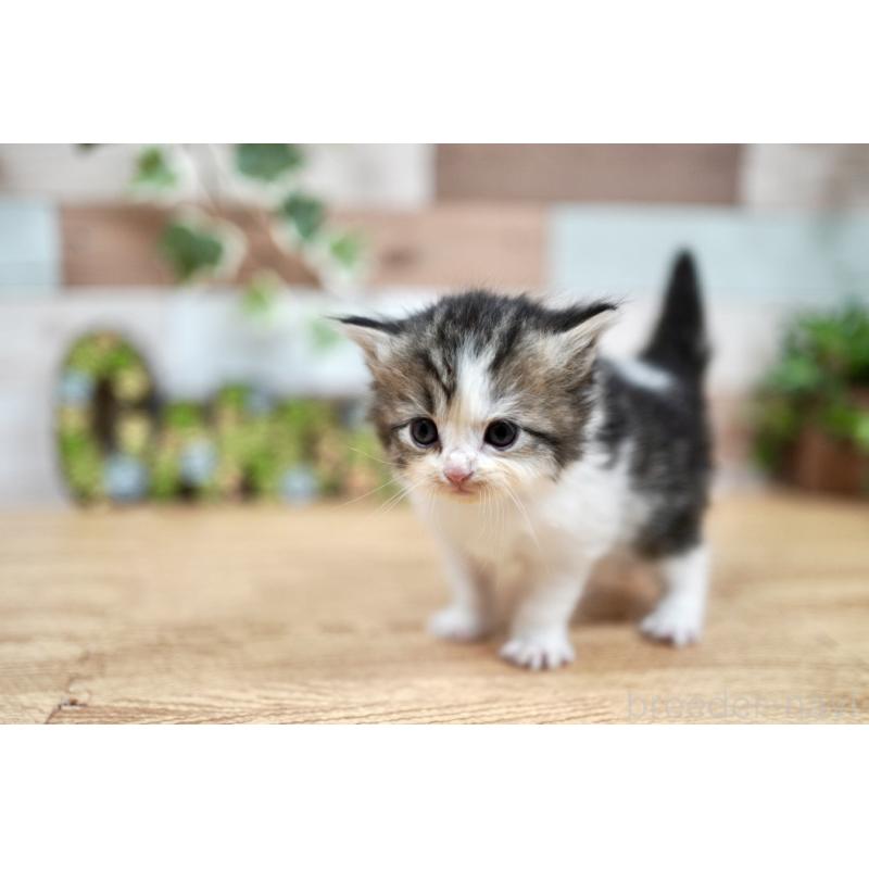 販売中の北海道のラガマフィン-131036の3枚目