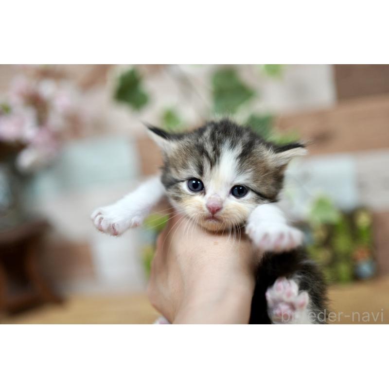 販売中の北海道のラガマフィン-131036の2枚目