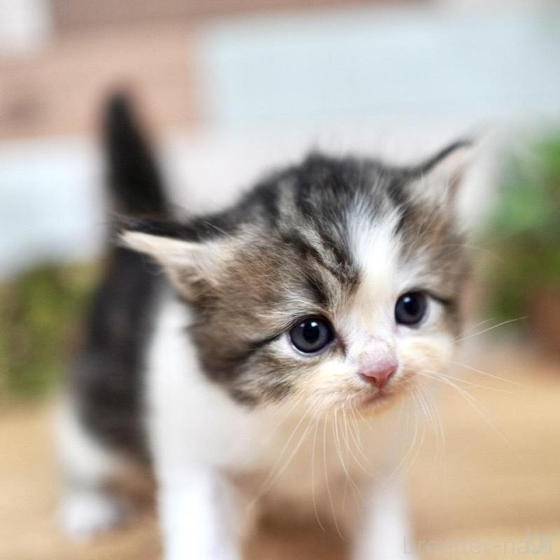 販売中の北海道のラガマフィン-131036