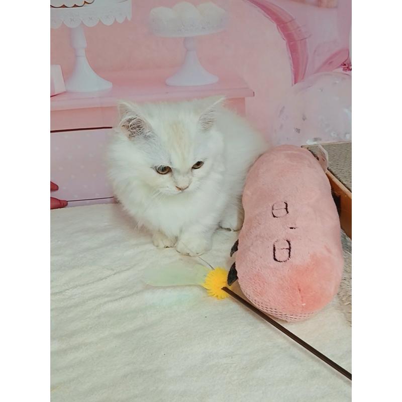 販売中の千葉県のマンチカン(短足)-131037の5枚目