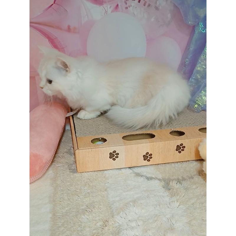 販売中の千葉県のマンチカン(短足)-131037の4枚目