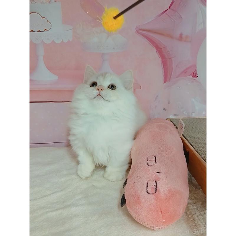 販売中の千葉県のマンチカン(短足)-131037の3枚目