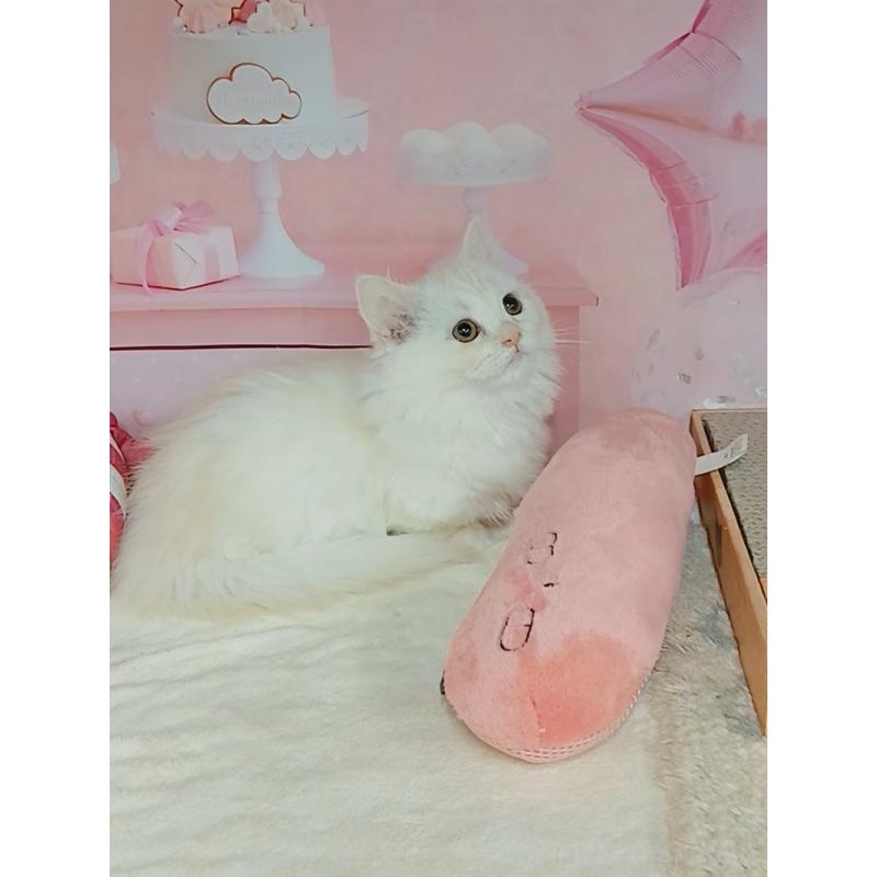 販売中の千葉県のマンチカン(短足)-131037の2枚目