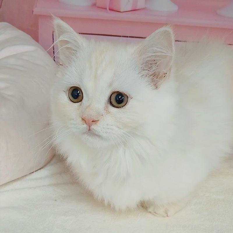 販売中の千葉県のマンチカン(短足)-131037の1枚目