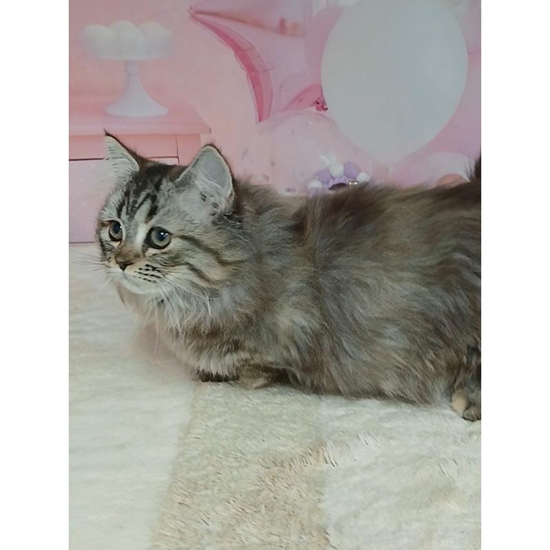 販売中の千葉県のマンチカン(短足)-131038の6枚目