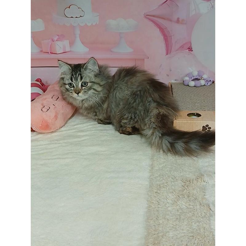 販売中の千葉県のマンチカン(短足)-131038の5枚目