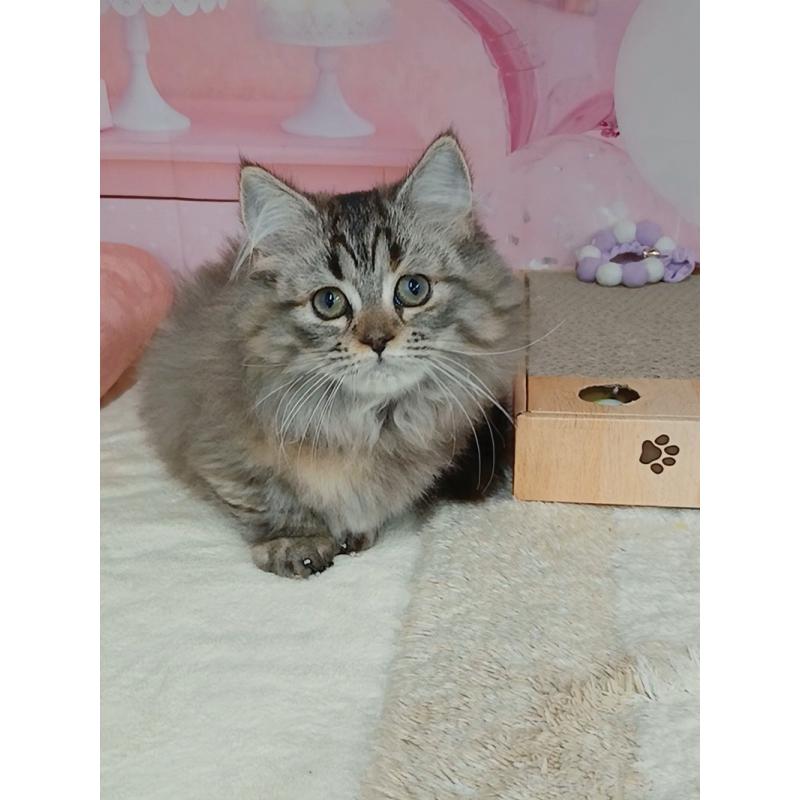 販売中の千葉県のマンチカン(短足)-131038の4枚目