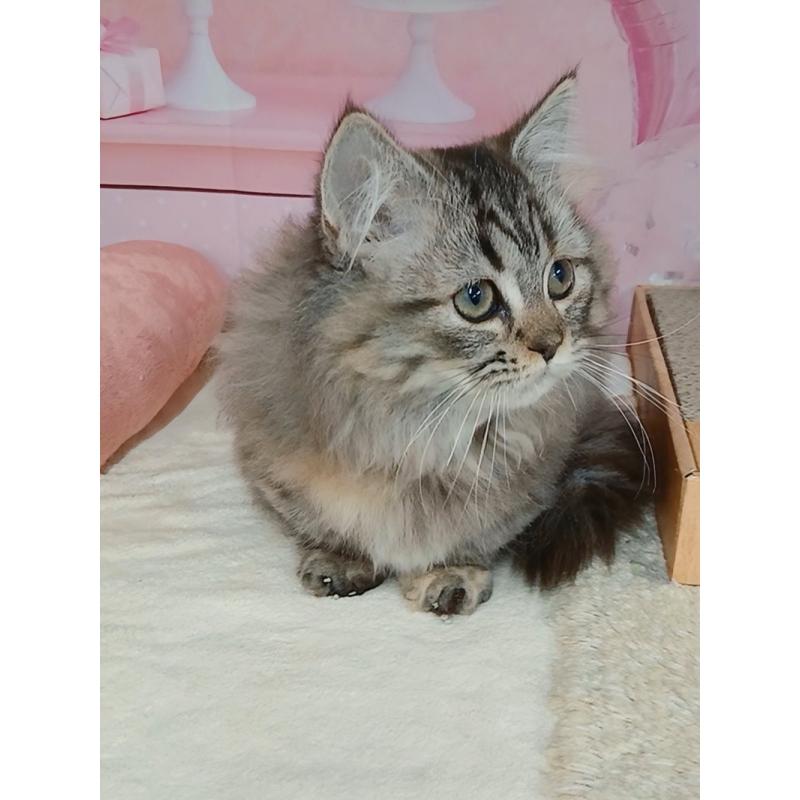 販売中の千葉県のマンチカン(短足)-131038の3枚目