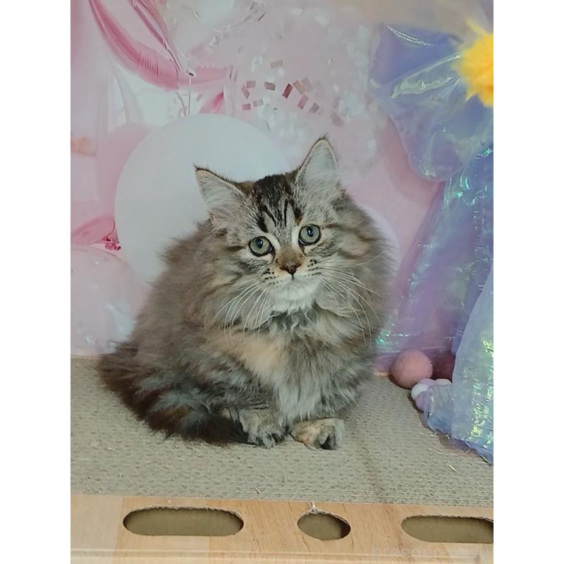 販売中の千葉県のマンチカン(短足)-131038の2枚目