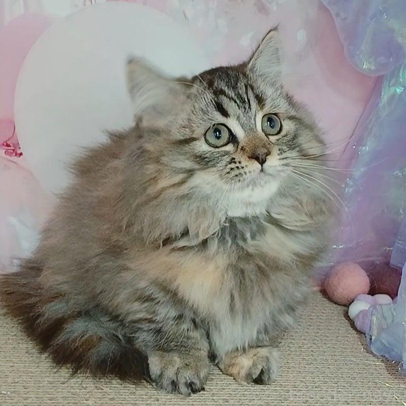 販売中の千葉県のマンチカン(短足)-131038