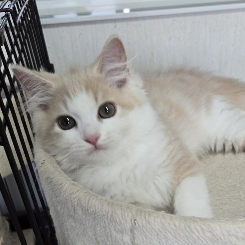 販売中の福岡県のスコティッシュフォールド-131040の1枚目