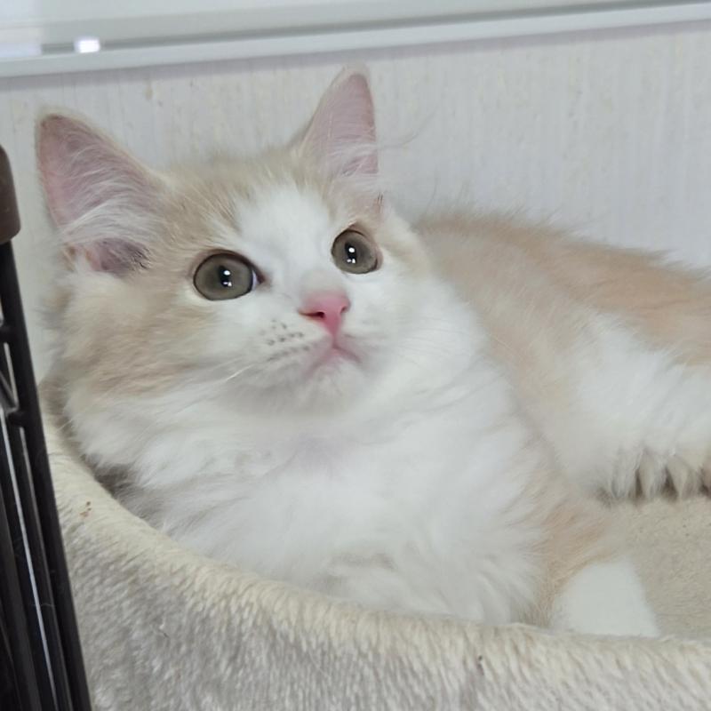 販売中の福岡県のスコティッシュフォールド-131040の4枚目