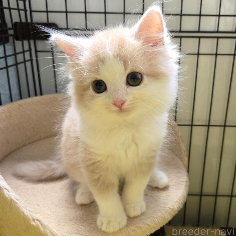販売中の福岡県のスコティッシュフォールド-131040の3枚目