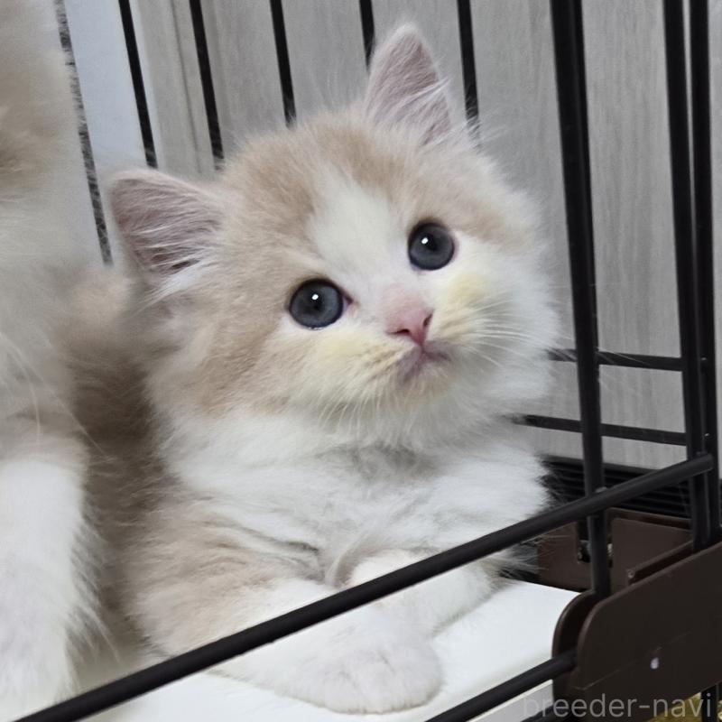 販売中の福岡県のスコティッシュフォールド-131040の2枚目