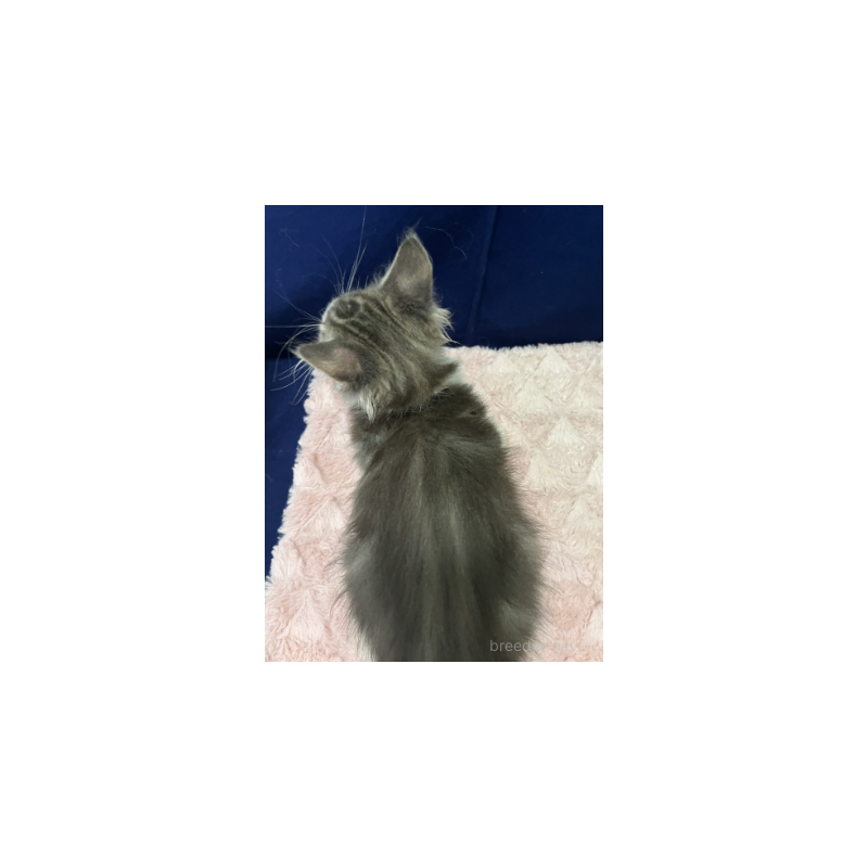 販売中の富山県のノルウェージャンフォレストキャット-131039の3枚目